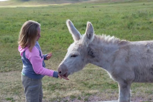 south-dakoda-burro